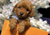 Tarım Ve Orman Bakanlığından Onaylı Poodle Yavrularımız